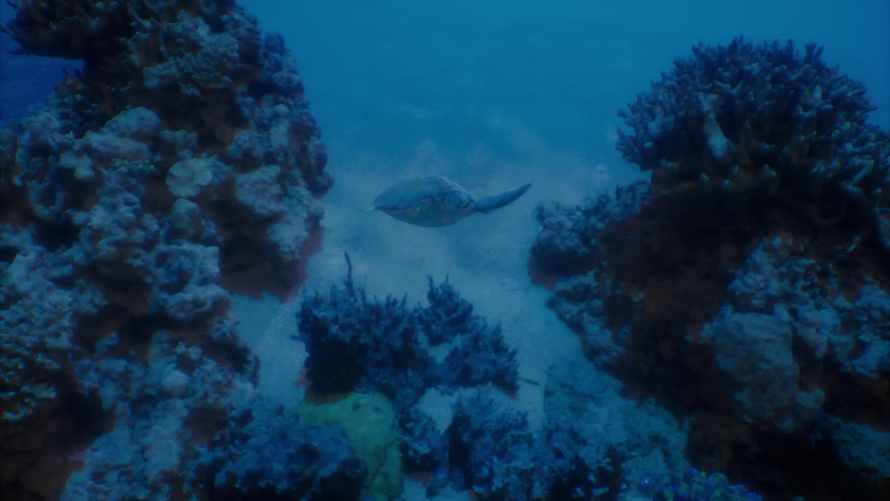 Underwater scene showing marine life in coral reef habitat