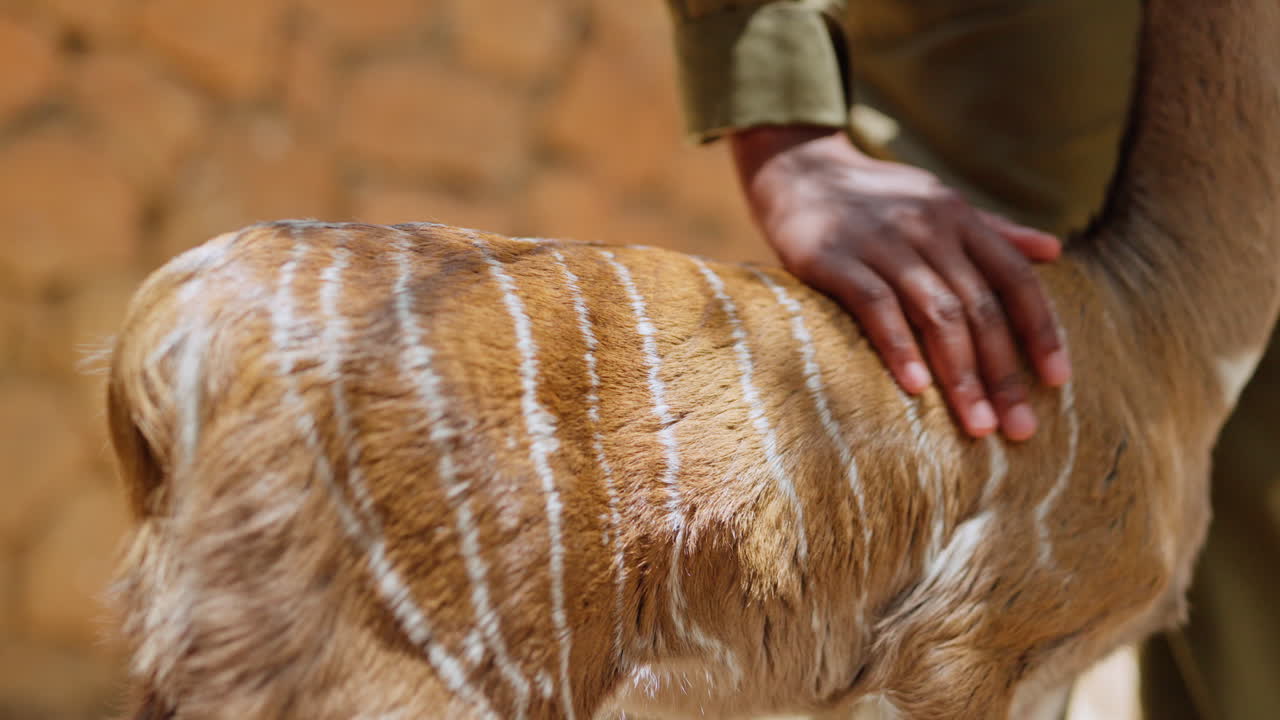 Conservancy caretaker's hand stroking baby Kudu Antelope's