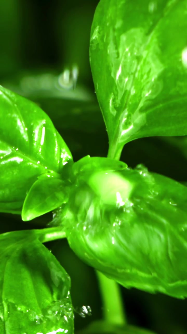 Foglie di basilico verde fresco con goccioline d'acqua al rallentatore