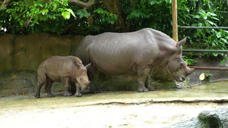 mother rhinoceros stands next a wall in a tropical zoo as her calf follows and cuddles with her leg, slow motion shot