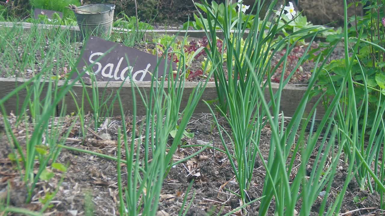 Fresh Onions and Chives Growing in an Organic Garden Bed