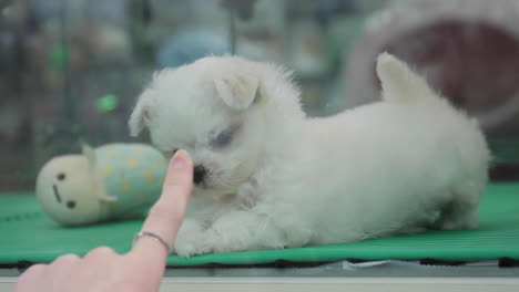 small white puppy in pet shop