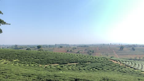 cultivation green tea plants in chiang rai, thailand
