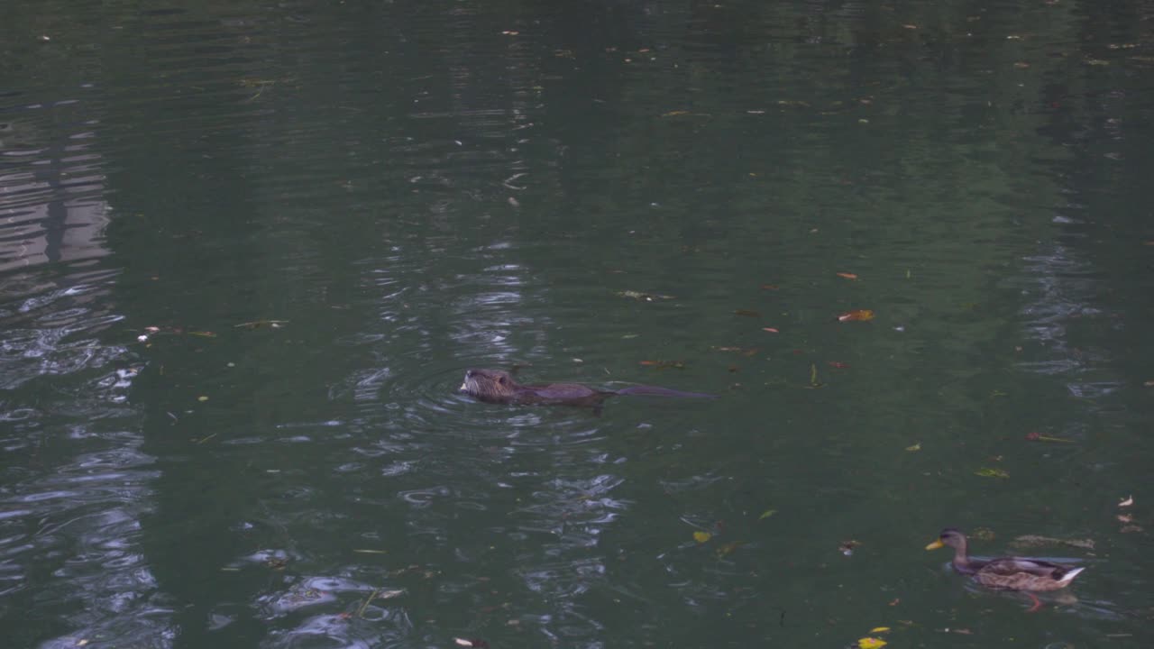 오리가 먹이를 훔치기 위해 강으로 헤엄치는 동안 강에 떠다니며 먹이를 주는 코이푸