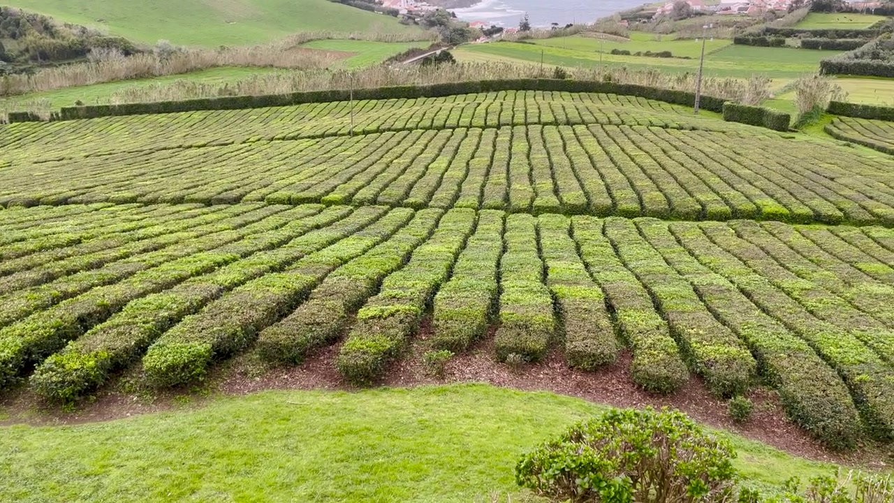 Tea plantation land agriculture Portugal nature field cultivation eco production