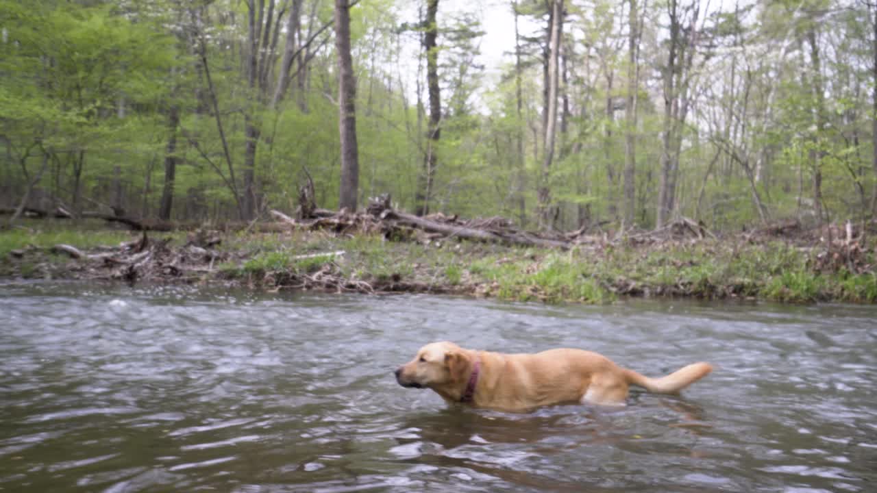 Dog in a Stream in the Forest