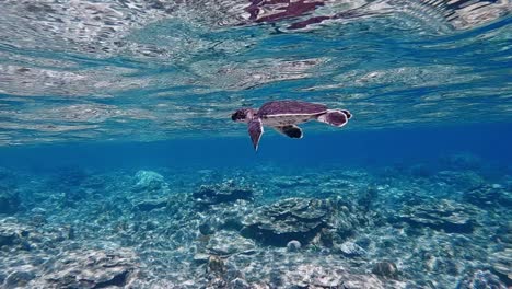 a young green sea turtle flapping its flippers in slow motion while swimming on the reef - underwater