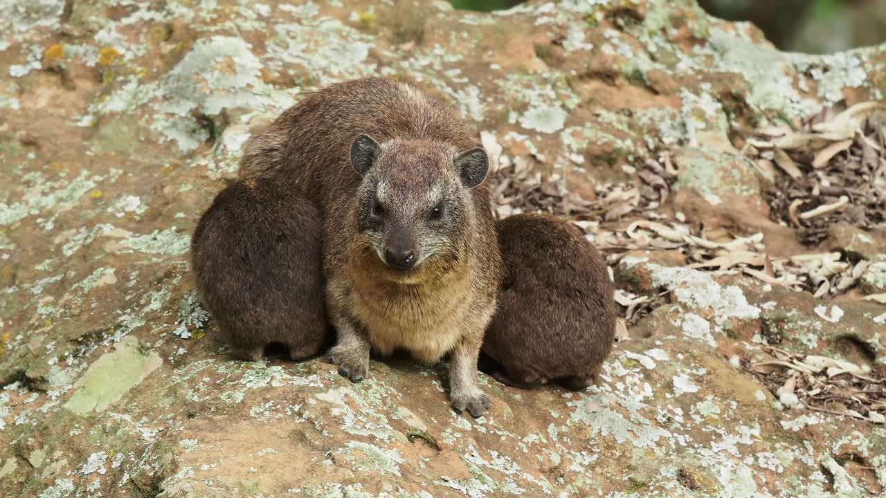 rock hyrax - procavia capensis 또한 dassi, cape hyrax, rock rabbit 및 coney, 아프리카와 중동에 서식하는 중간 크기의 육상 포유류, 순서 hyracoidea procavia, 어머니로부터 우유를 빨고 있습니다.