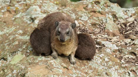 rock hyrax - procavia capensis also dassie, cape hyrax, rock rabbit and coney, medium-sized terrestrial mammal native to africa and the middle east, order hyracoidea procavia, sucks milk from mother