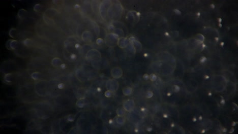 sperm cells under high magnification with focus adjustment