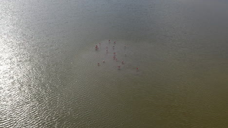 Schwarm-Rosafarbener-Flamingos,-Die-In-Einem-Riesigen-Flachwasserteich-In-Yucatan-Waten