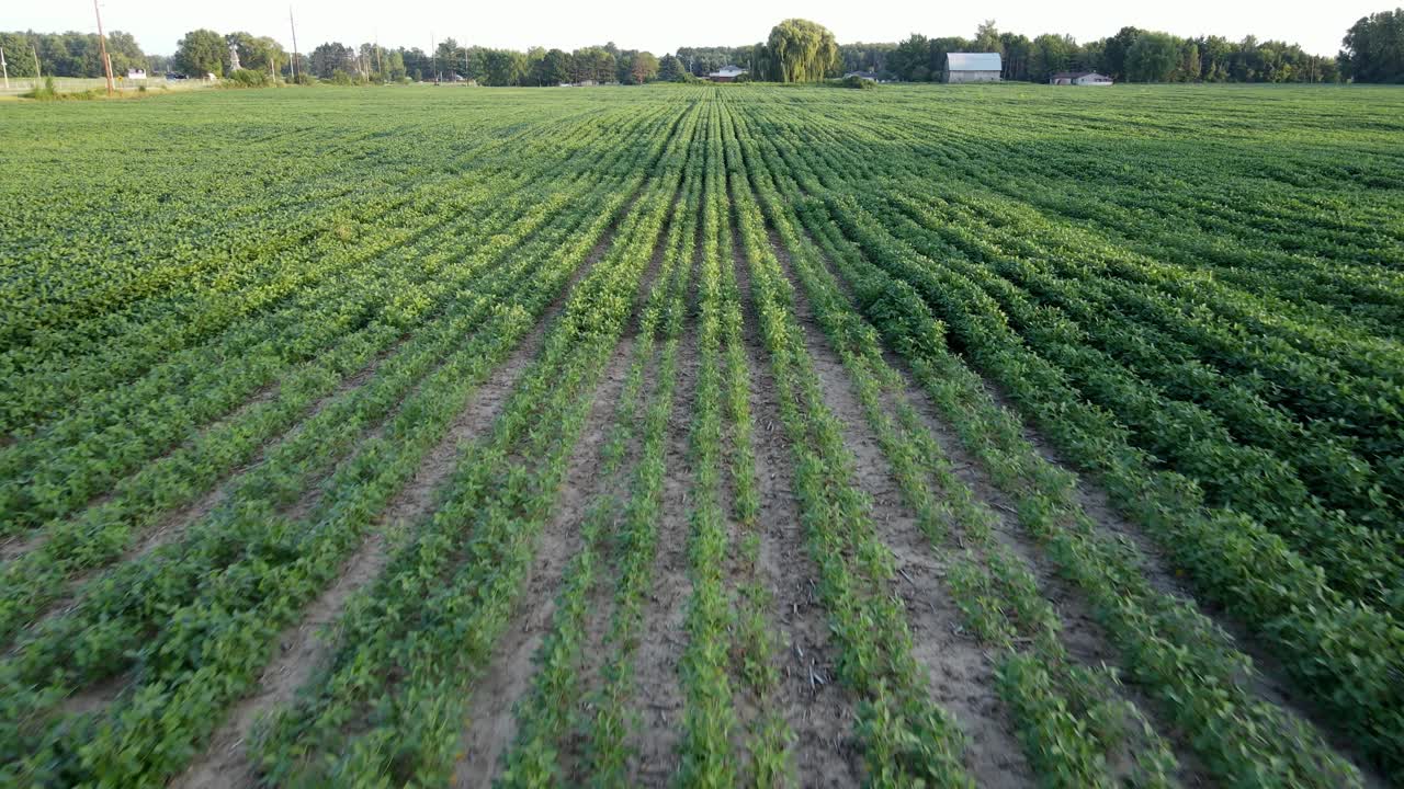 campo de soja en maduración verde, paisaje agrícola, vista aérea