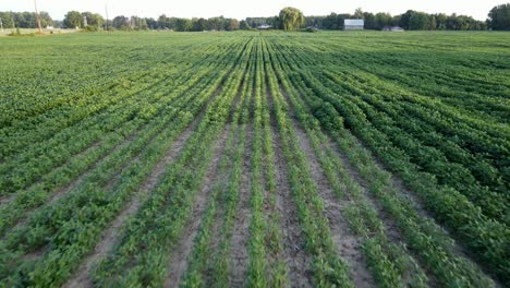 Green-ripening-soybean-field,-agricultural-landscape,-aerial-view