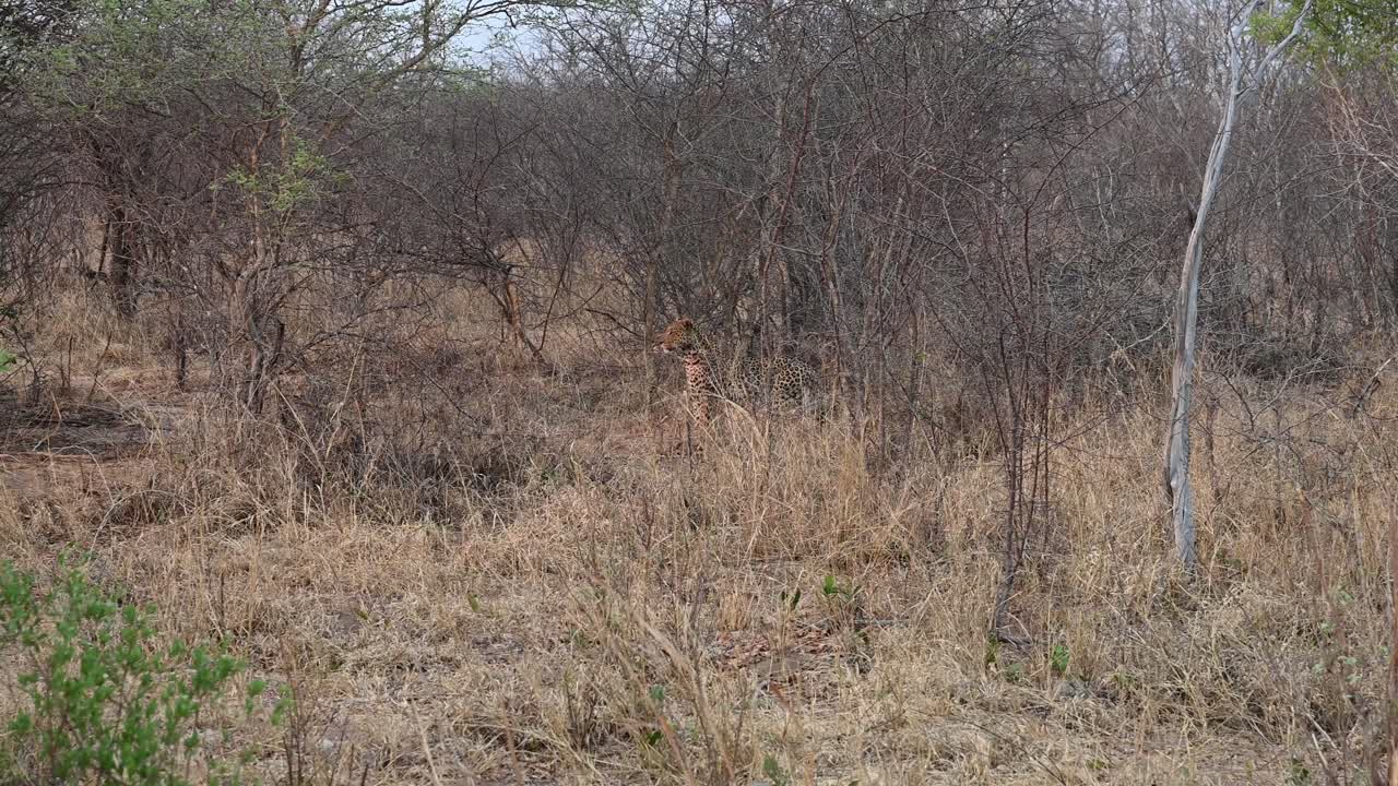 다 자란 큰 표범은 우리를 바라보고 사냥할 먹이를 다시 주시합니다.