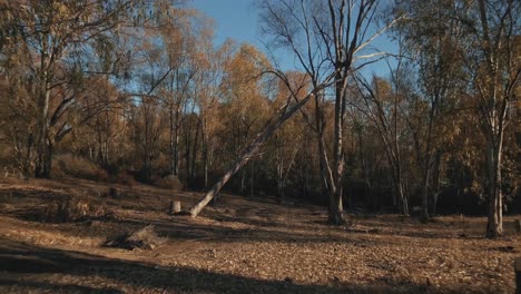 Moving-between-tree-branches-in-the-forest