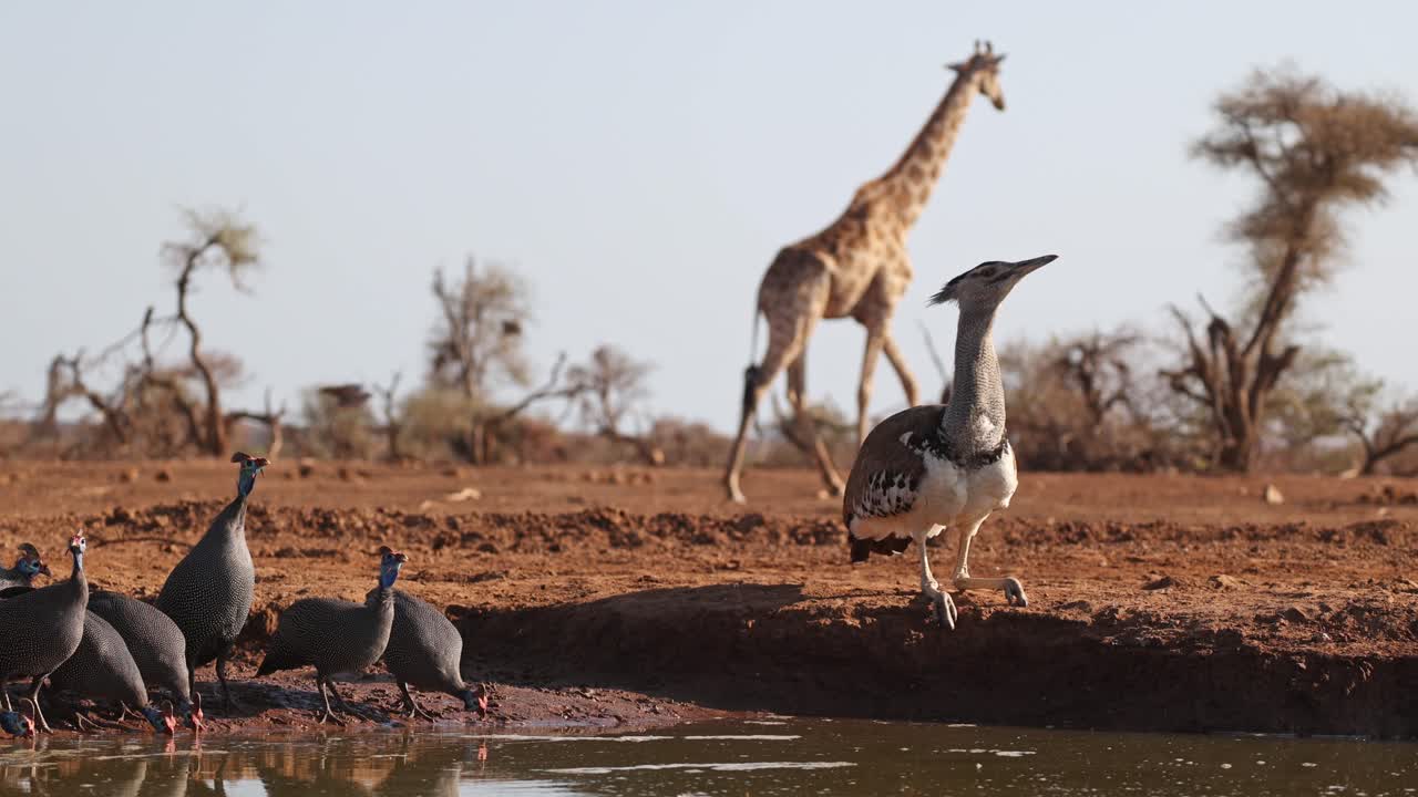A giraffe walks through the frame while a flock of helmeted guinea fowl and a kori bustard are drinking at a waterhole, Mashatu Game Reserve