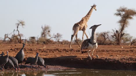 a giraffe walks through the frame while a flock of helmeted guinea fowl and a kori bustard are drinking at a waterhole, mashatu game reserve
