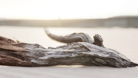 piece of an old root is lying in the sand of the beach