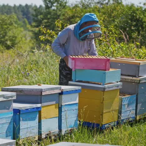 Apiculturist on apiary. Bees flying near hives in bright summer day. Beekeeper working with wooden beehives on nature landscape.