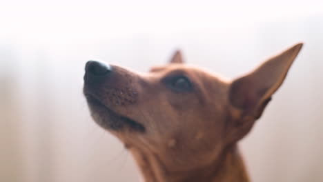 close up view of a brown dog's face looking at camera