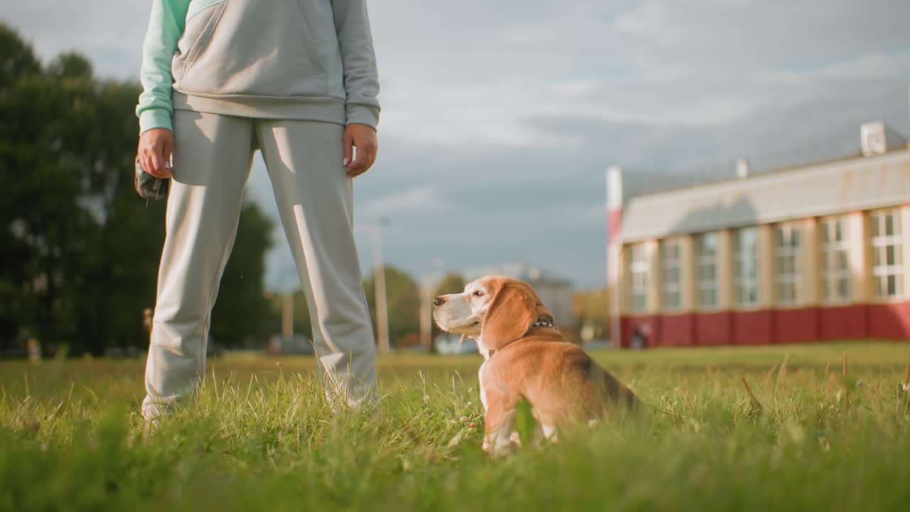 Sunset scene as beagle dog sits calmly on grassy field looking at owner standing in front wearing casual ash and mint tracksuit surrounded by green park trees under soft evening light outdoor moment