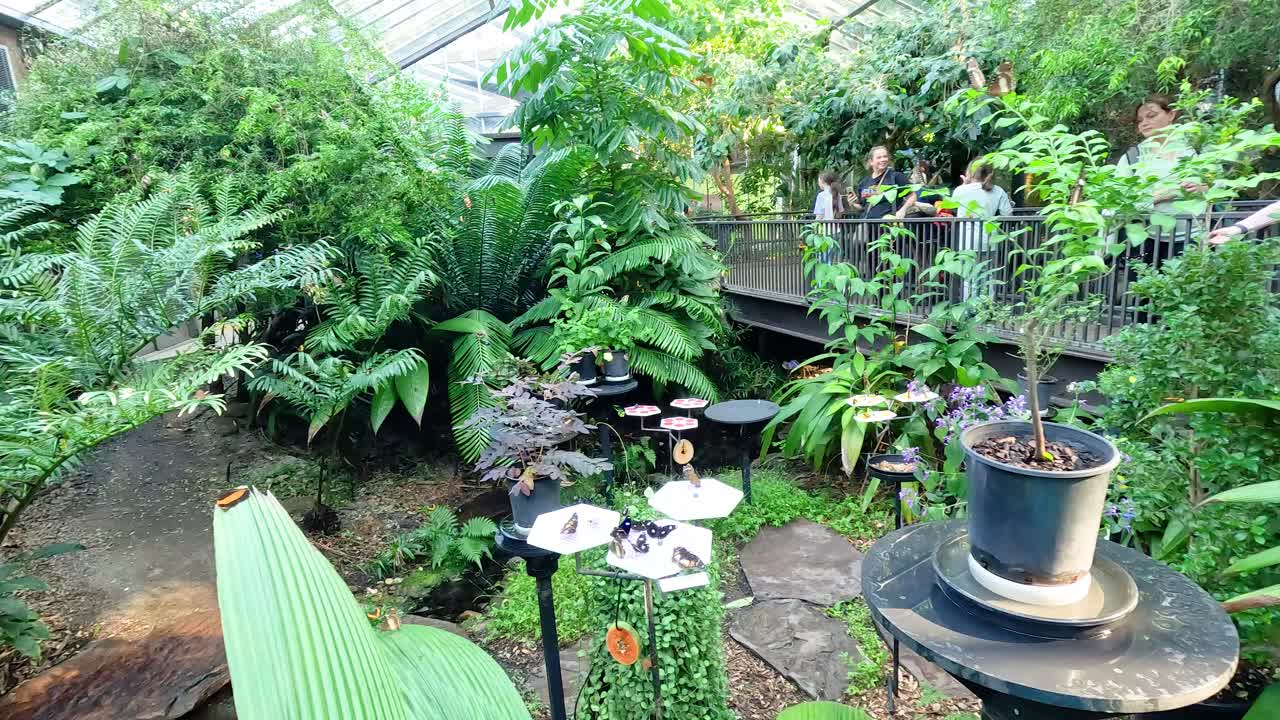 나비 와 방문자 들 이 있는 울창 한 초록색