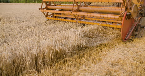 harvesting combine harvester harvesting wheat