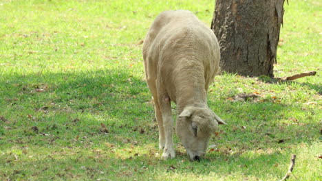 Ein-Wiltipoll-Schaf-Weidet-An-Einem-Sonnigen-Tag-Gras-Auf-Einer-Grünen-Wiese