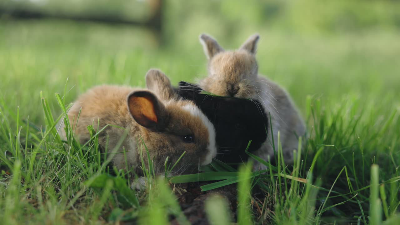 초록 잔디 동물 을 먹는 새끼 토끼 들 의 그룹