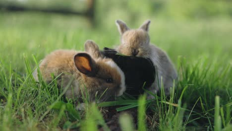 group of baby rabbits eating green grass animals