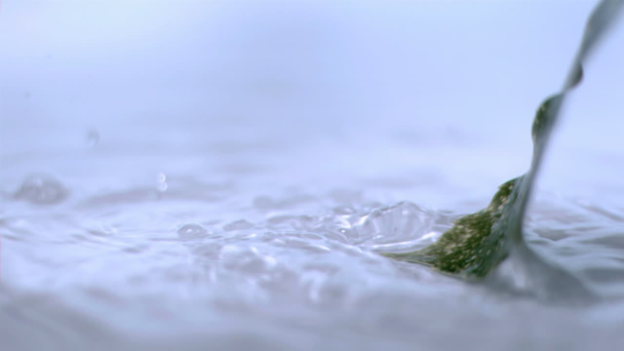 초 느린 동작으로 잎이 어지는 모습