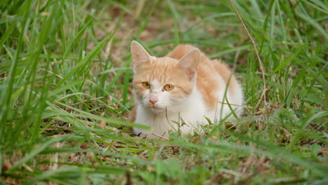 cute domestic cat resting on the grass in autumn