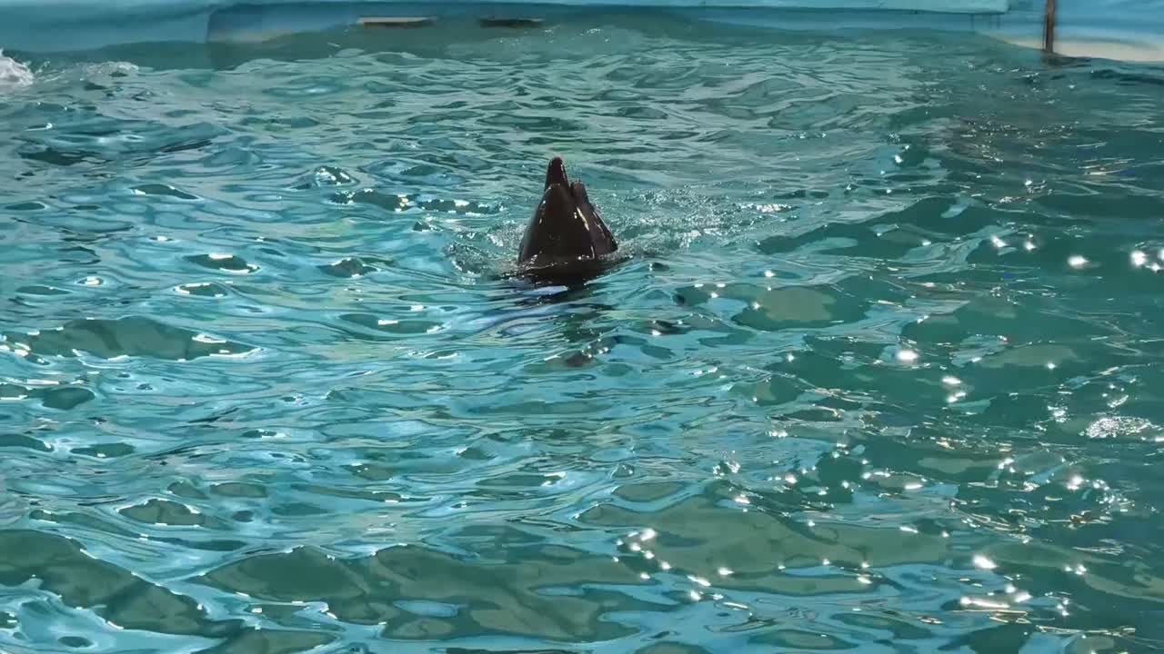 delfín en una piscina
