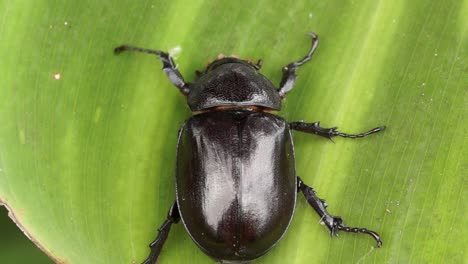 top down view female rhinoceros beetle crawling on green leaf, macro