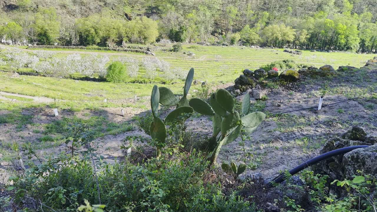 la revelación de la inclinación de verde exuberante valle del jerte con vistas al huerto y el explorador