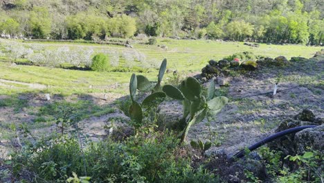 Tilt-up-reveal-of-lush-green-Valle-del-Jerte-with-view-of-orchard-and-explorer