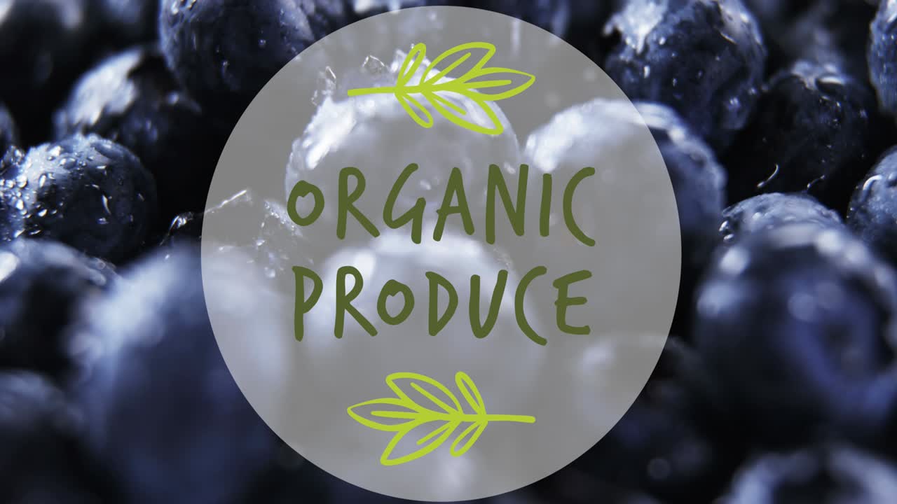 ⁇ 은 블루베리 위의 유기농 제품 텍스트의 애니메이션