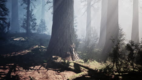 bosque de sequoias en la niebla