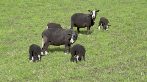 oveja negra suffolk y cordero en un campo en un día soleado_slomo
