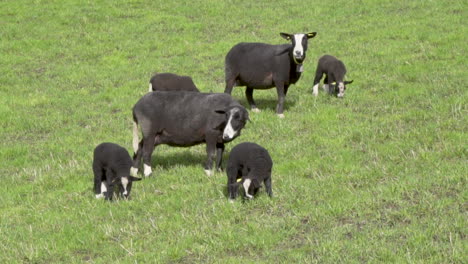 black suffolk sheep and lamb on a filed on a sunny day_slomo