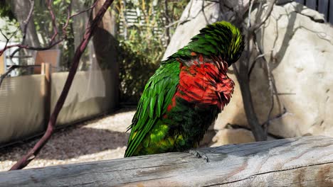 Close-up-shot-of-a-Rainbow-Lorikeet-at-the-Aquarium-of-the-Pacific-in-Long-Beach-Ca