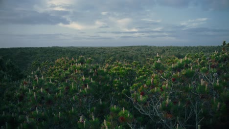 Fuertes-Vientos-Sacuden-Los-Pinos-Lodgepole-En-Jutlandia,-Dinamarca