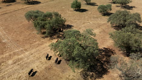 4K-Drohnenaufnahmen-Einer-Bullenherde,-Die-Auf-Einem-Feld-Rennt