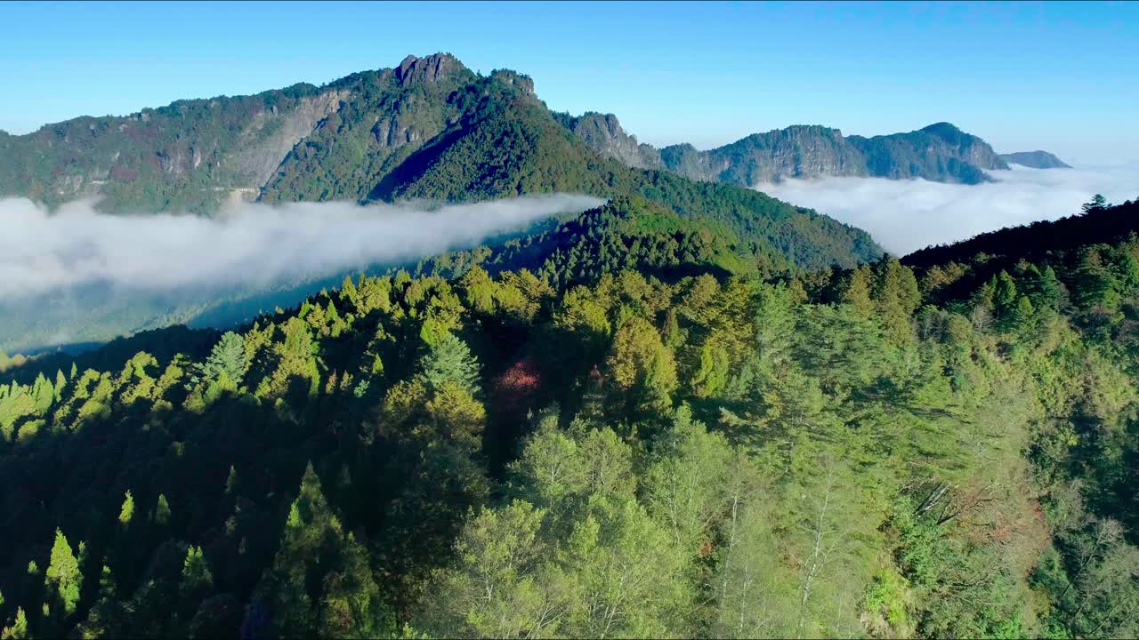 vuelo aéreo sobre el idílico parque nacional de la montaña alishan mar con nubes entre árboles y montañas durante el día soleado - taiwán, asia