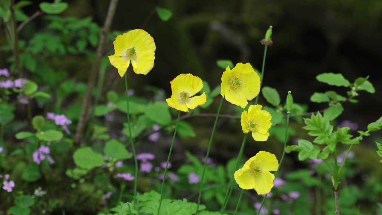 Amapolas galesas, Meconopsis cambrica, creciendo en un bosque. Gales. Reino Unido.
