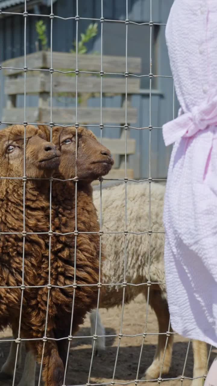 Person feeds sheep at a zoo with a gentle touch, capturing calm interaction