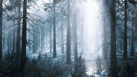 mystical winter forest bathed in soft light shining through the trees