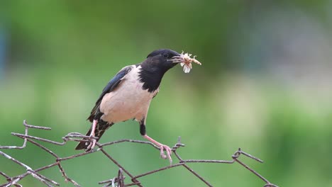 rosy starling (sturnus roseus) sits on a wire with a grasshoppers in its beak