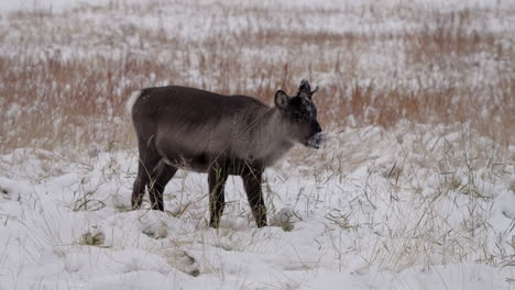 young caribou reindeer forage in snowscape grassland in yukon, canada. slow motion shot