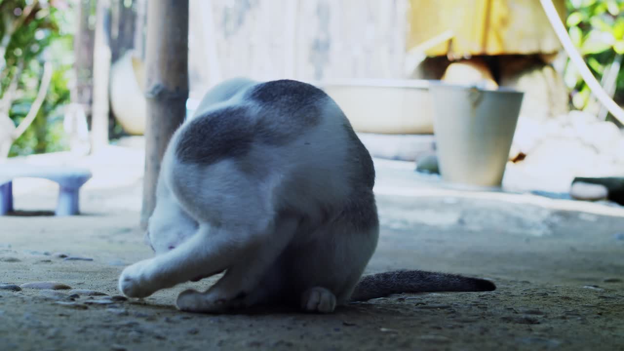 그녀의 다리를 핥는 고양이
